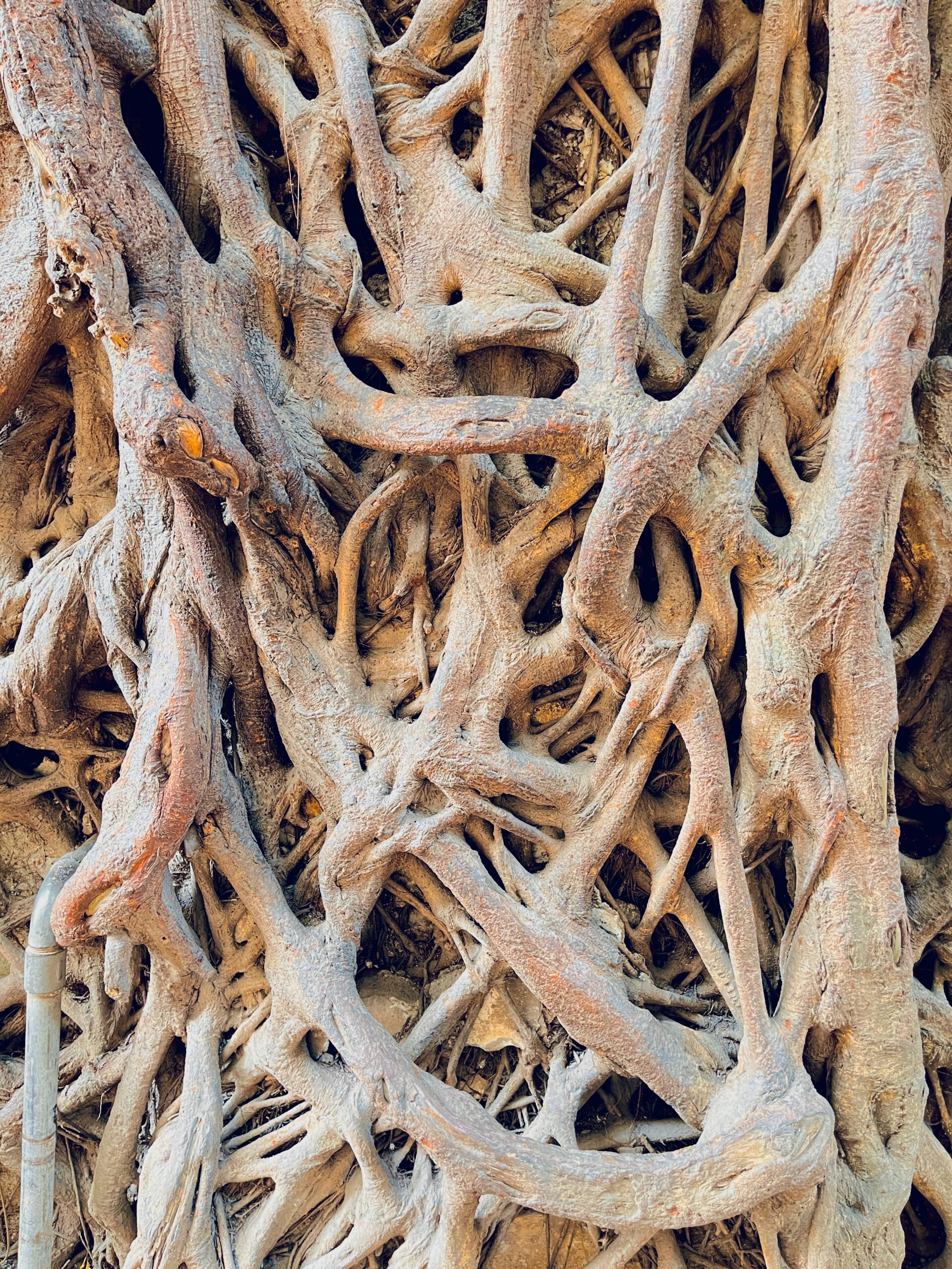 Flat lay of ginseng roots and green herbs on a wooden table, symbolizing natural medicine.