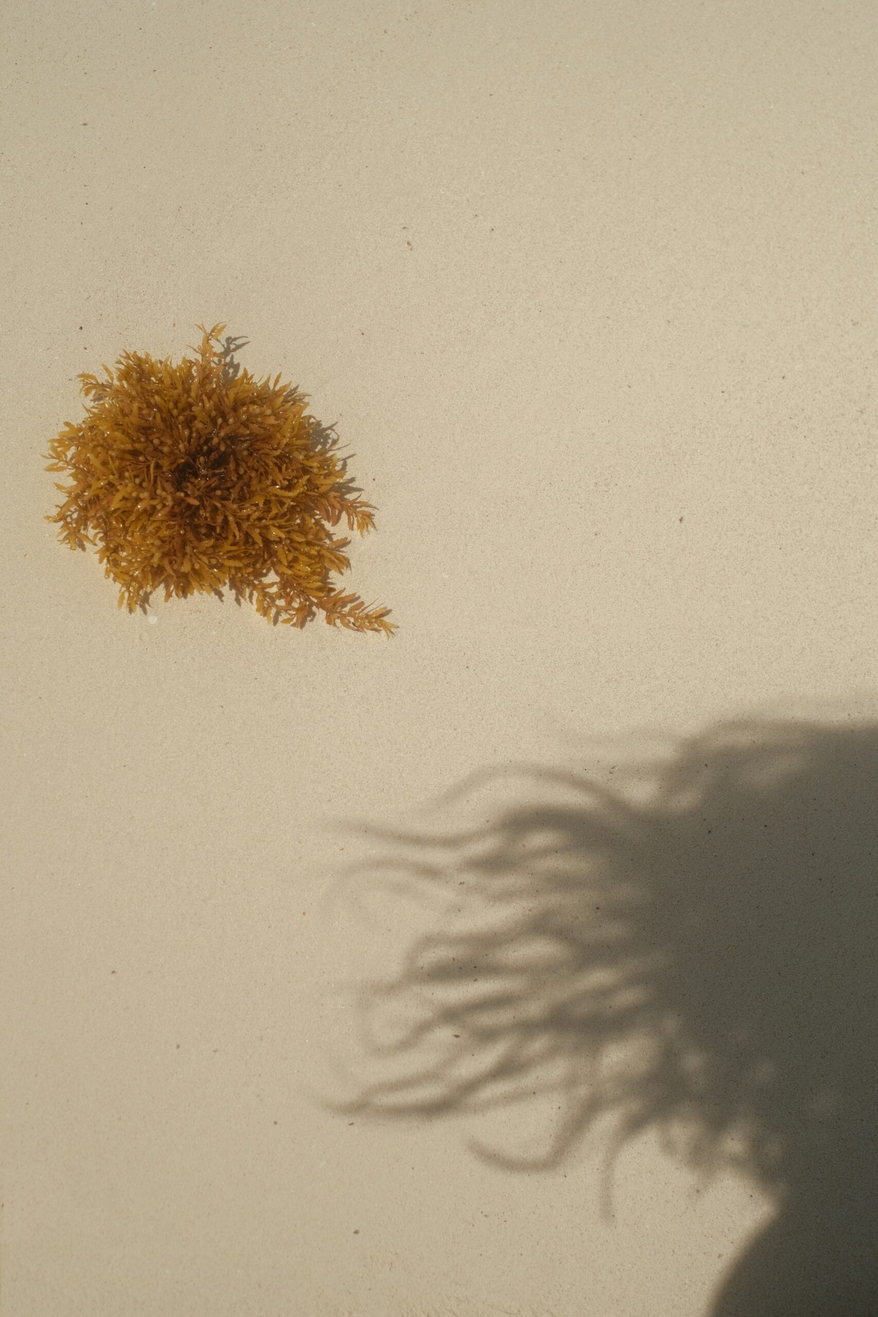 Graines de chardon-marie et mortier montrant la texture pour infusion