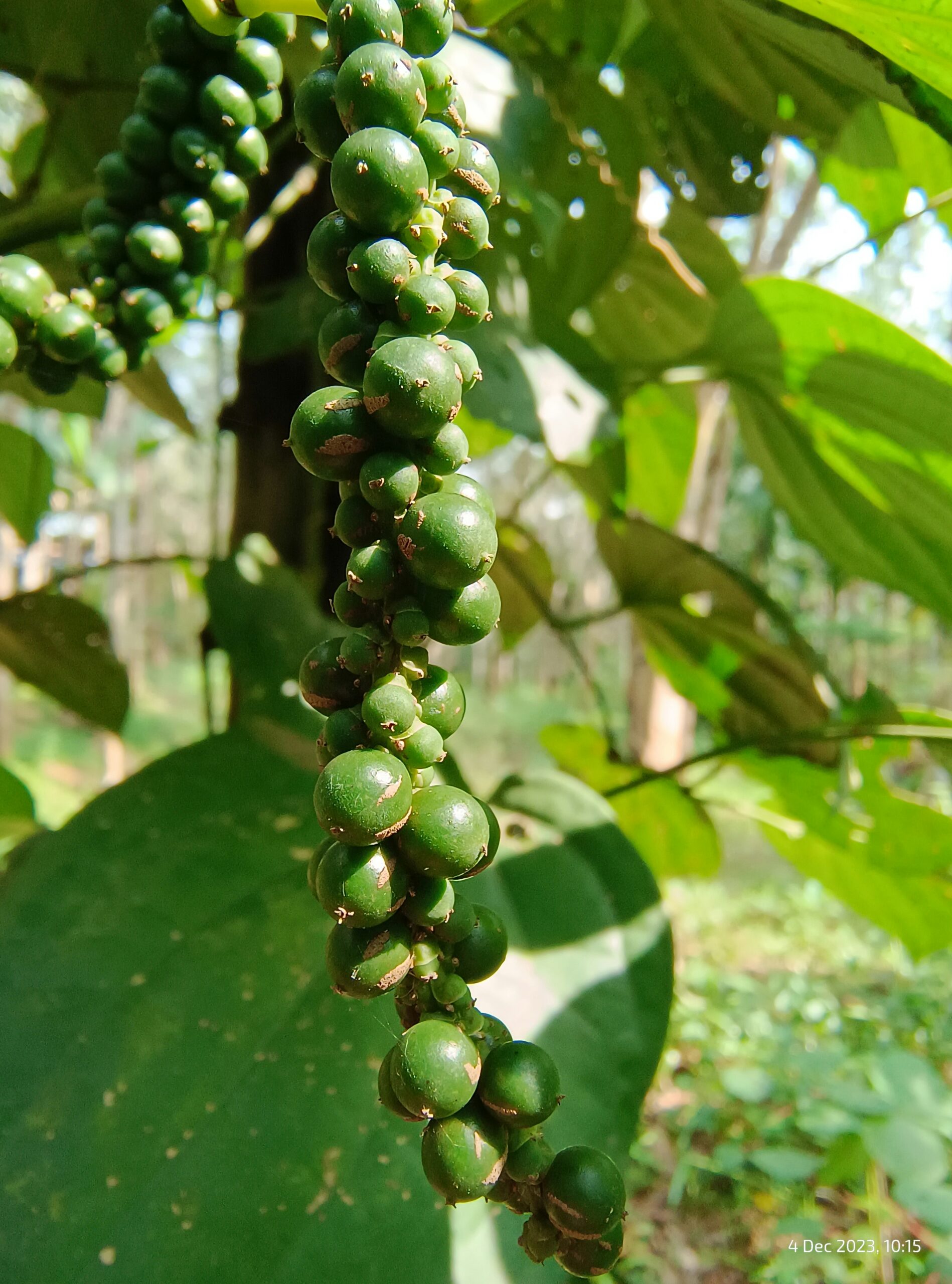 Close up of natural ingredients like green coffee beans and garcinia cambogia fruit