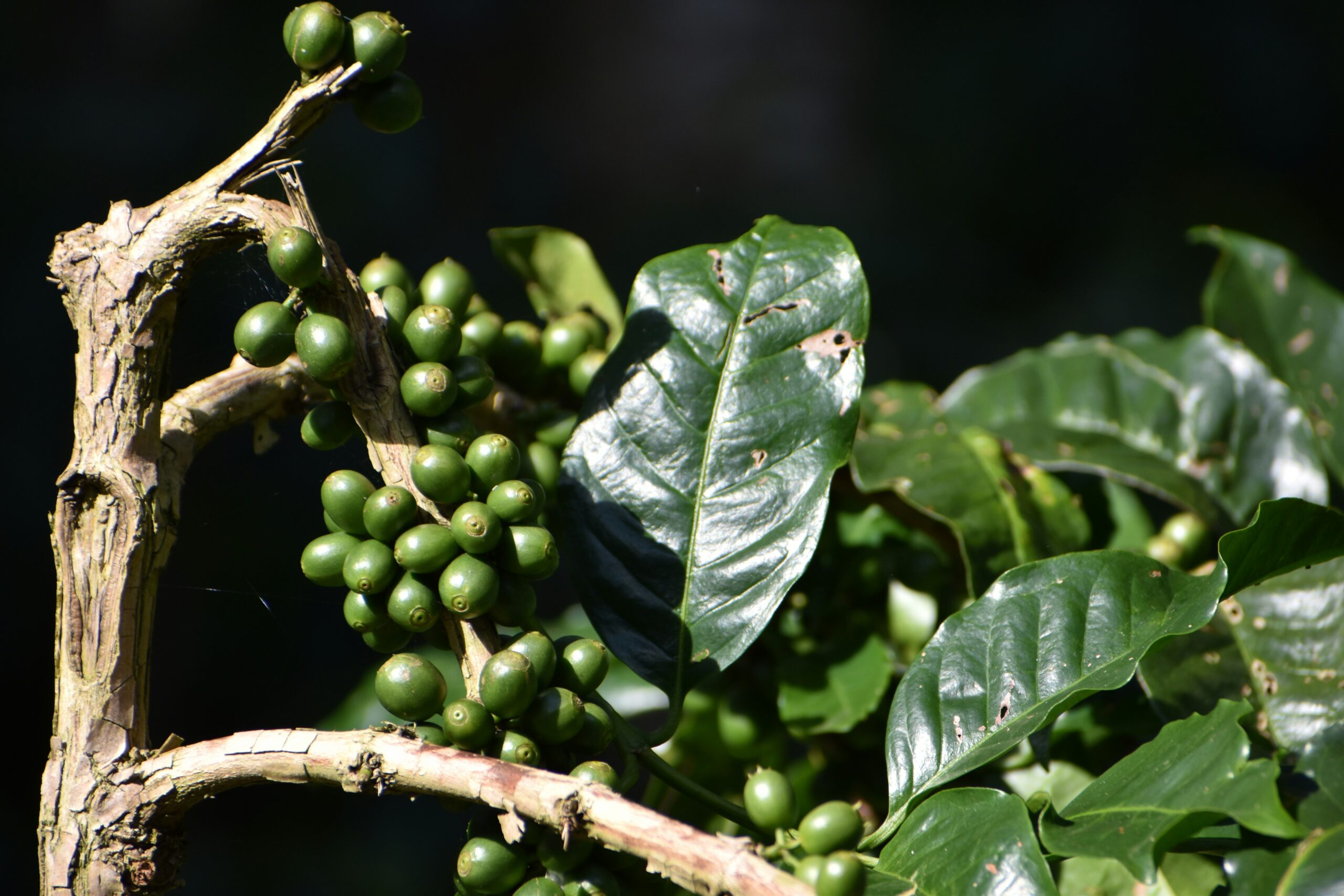 A serene, flat-lay photo on a white background showing the ingredients of Marita coffee: raw green coffee beans, psyllium husks, and dried garcinia fruit and yerba mate leaves, looking natural and organic.