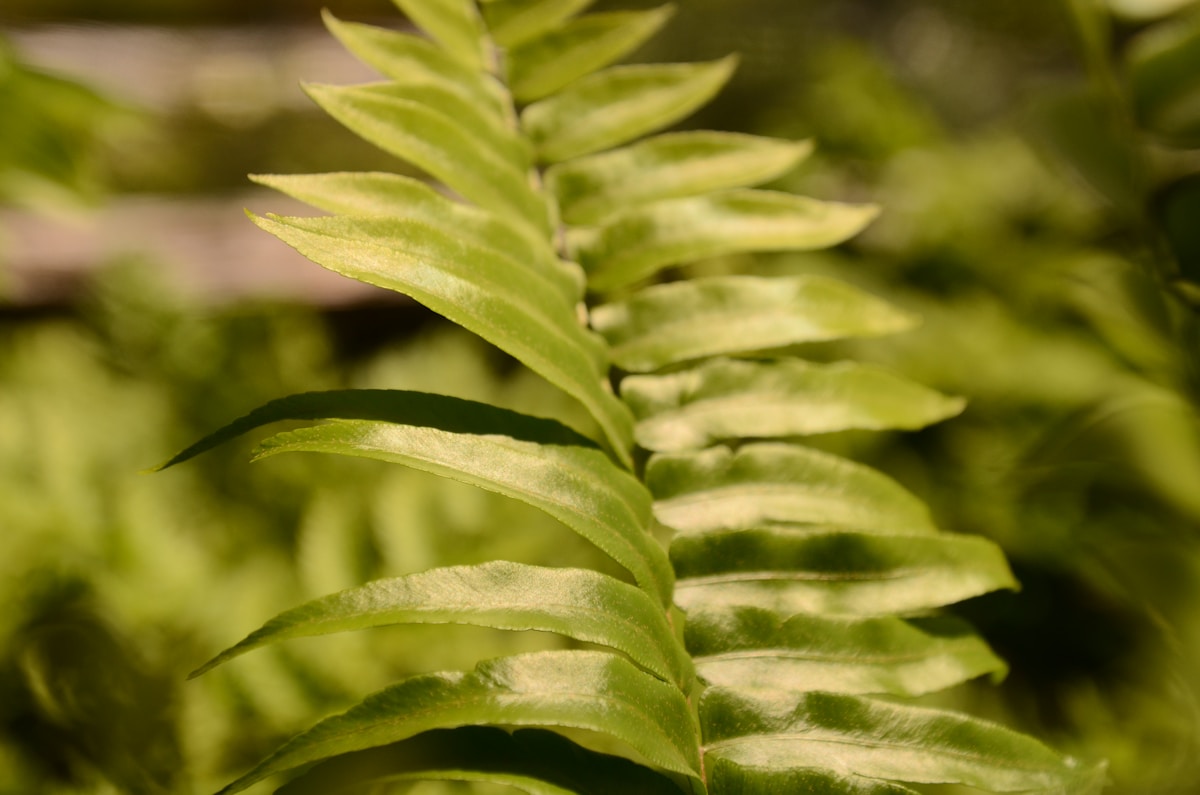 A close-up of a green fern plant.