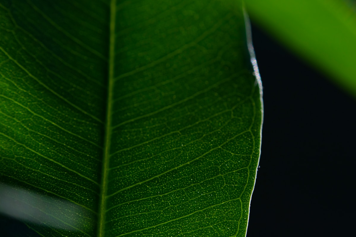 a close up of a green leaf on a black background