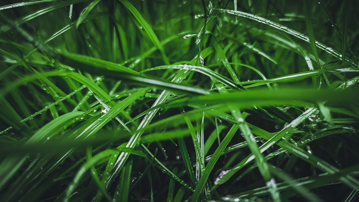 water dew on green grass