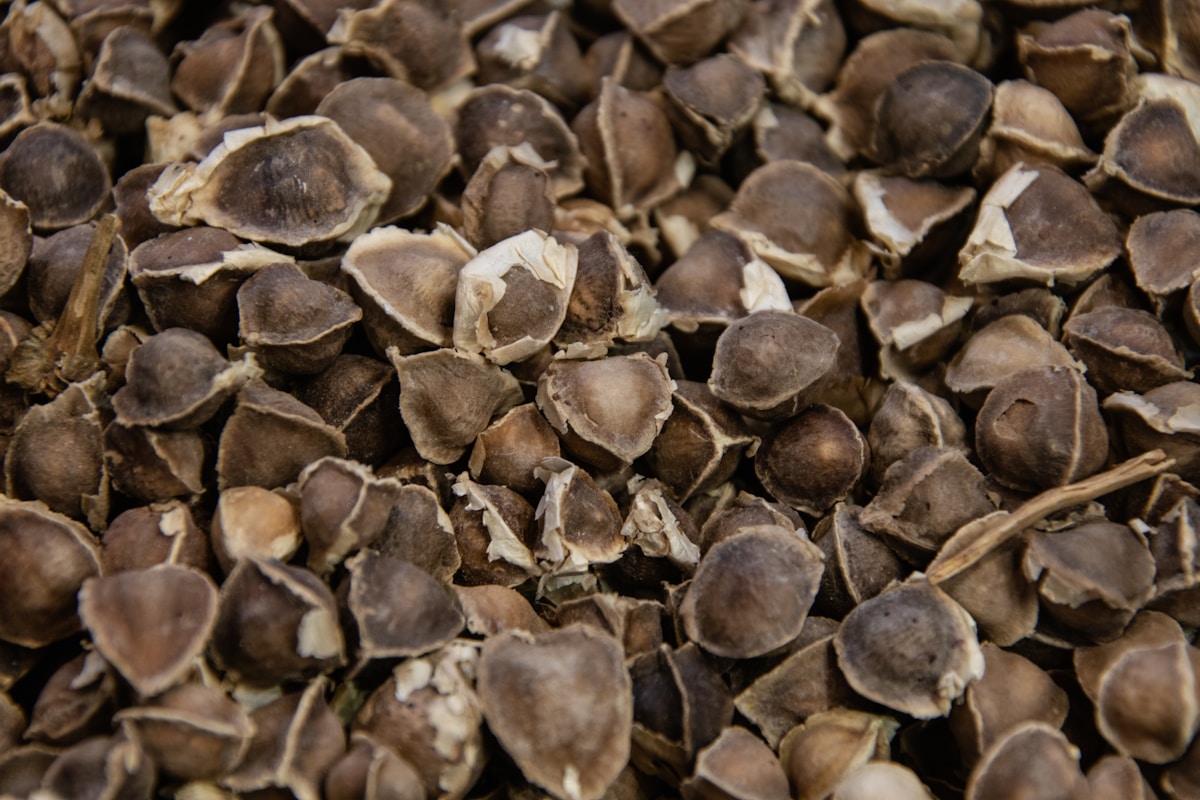 A close up of a pile of seeds